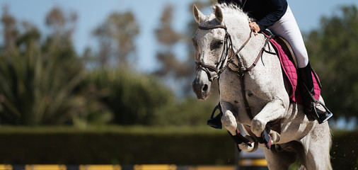 Sport horse jumping over a barrier on a obstacle course