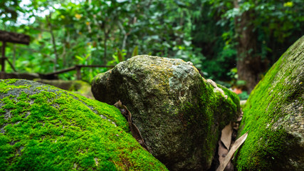 Lush green moss forest with old tree with moss. nature Background