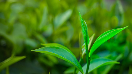 closeup top of Green tea leaf in the morning, tea plantation, blurred background.