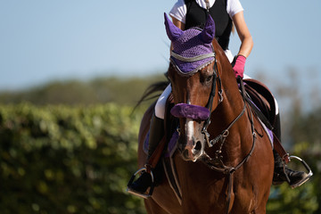 Horseback riding, equestrian child is riding a horse