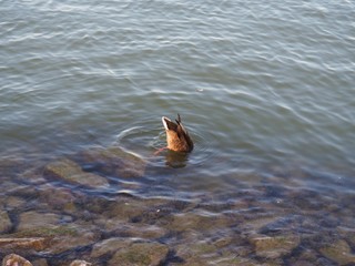 Submerged dived feeding duck at the stony shore of the lake Balaton, Hungary in summer