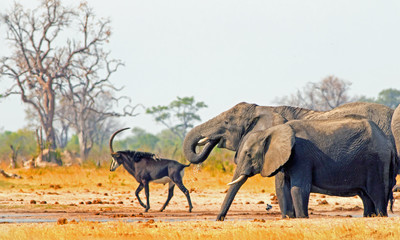 Two African Elephants taking a drink with an out of focus Sable Antelope walking in the background, Hwange National Park, Zimbabwe © paula