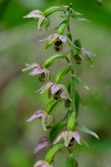 Breitblättrige Stendelwurz