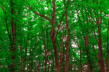 Fototapety na wymiar - Fototapeta24.pl