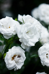 Fototapeta na wymiar Beautiful nature: white flowers (roses) in the garden