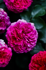 Beautiful nature: pink flowers (peony roses) in the garden