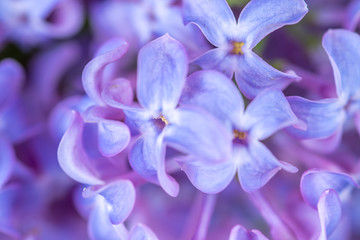 Bunch of violet lilc flower close-up