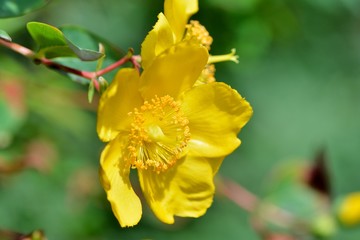 Beautiful flower of Millepertuis