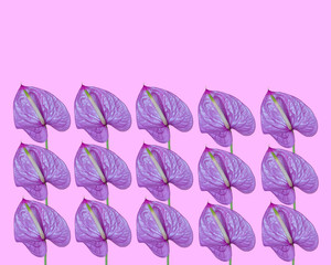 Obraz premium Lilac Anthurium on a pink background, pattern, trend art.