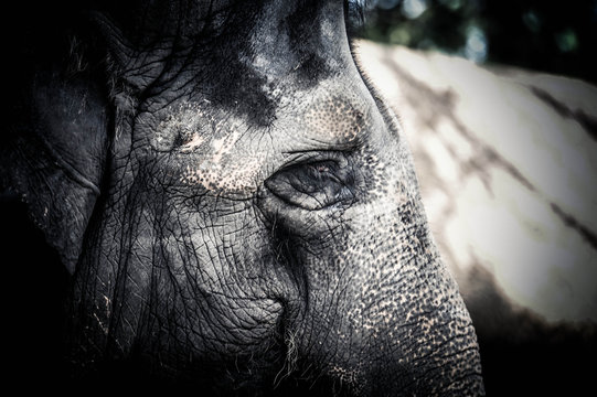 Elefantenfriedhof Bilder Durchsuchen 394 Archivfotos,