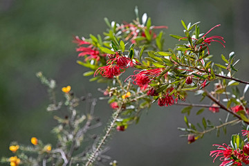 Obraz premium Red Grevillea Speciosa