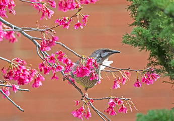 Red Wattle bird on pink winter blossom