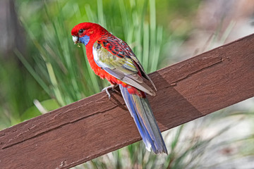 Crimson Rosella