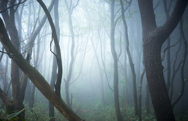 幻想的な森林の風景。霧や霞の立ち込めた樹海。ファンタジーのイメージ。お化けの出てきそうな怪しい森。