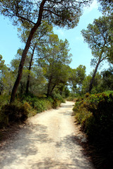 Colorful natural landscape. Footpath leading to the sea. Mallorca, Balearic Islands, Spain.
