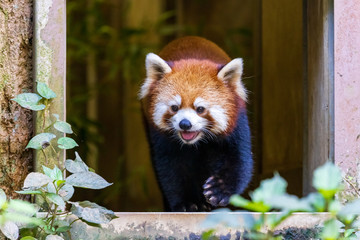 レッサーパンダ