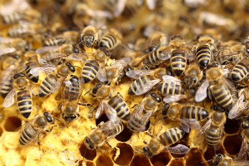 some working bees on a beeswax