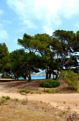 The blue colorful sea, which is visible through the gap in the trees. Mallorca, Balearic Islands, Spain.