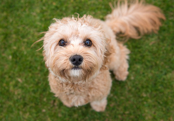 A cavoodle puppy staring up at the camera
