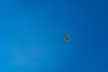 Seagull flies in blue cloudless summer sky