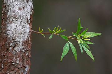 new leaves with a new life