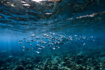 School of tuna fish in blue ocean. Ocean wild life.