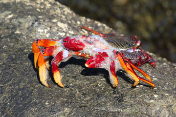 rote_Klippenkrabbe