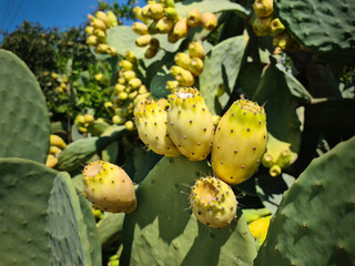 Prickly pear Opuntia Cactus (ficus-indica, Indian fig opuntia) with fruits