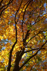 autumn tree with golden leaves