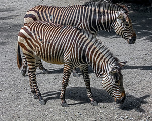Fototapeta na wymiar Hartmann`s mountain zebras in the enclosure. Latin name - Equus zebra hartmannae