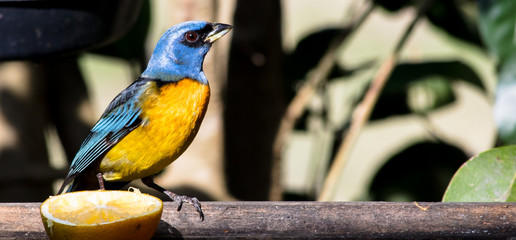 Sanhaçu-papa-laranja (Pipraeidea bonariensis)