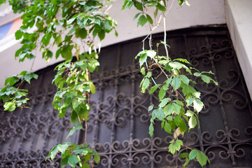 Creeper leaves illuminated by the setting sun against the background of a vintage wrought iron gate