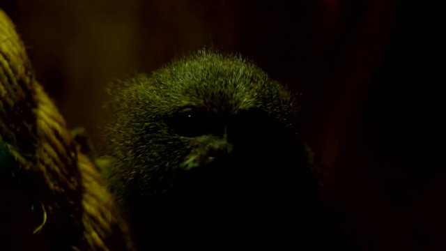 Close up of pygmy Marmoset sitting on a branch looking around