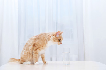 Beige cat on the table water in  glass in the kitchen.