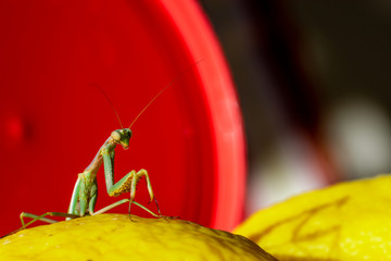 Green praying mantis perched on a yellow lemon