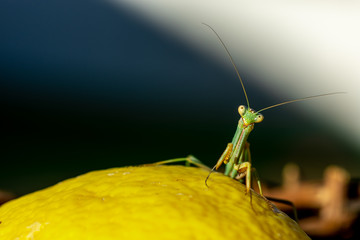 Funny image of a green praying mantis perched on a lemon