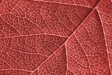 Fototapeta na wymiar Leaf of a fruit shrub close-up. Light red toned background or wallpaper. Mosaic pattern from a net of veins and plant cells. Abstract backdrop on a floral theme. Macro