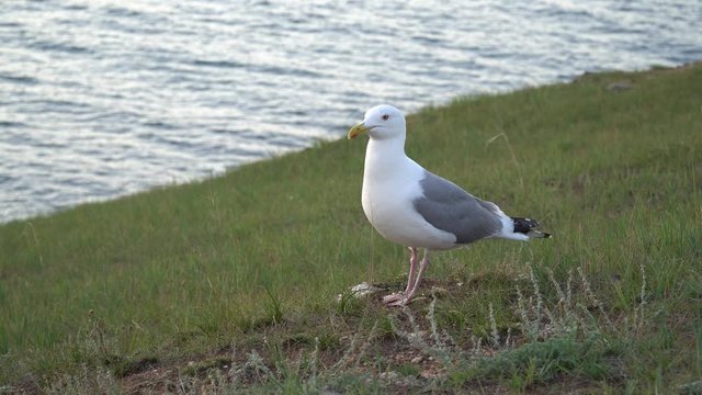 Larus fuscus heuglini. white-winged gull on the lake shore. large gull with a rounded head, strong beak, long legs and wings. 