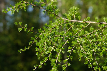 Der frische grüne Zweig einer Lärche (lat. Larix decidua) im Frühling mit neuen frischen Nadeln