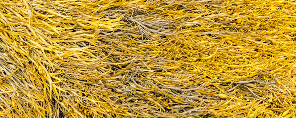Seaweeds on the beach