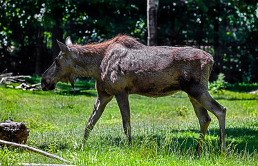 Fototapeta premium Young elk walking on the lawn. Latin name - Alces alces