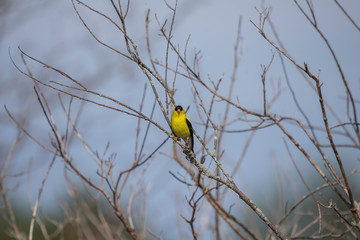 Obraz premium The American goldfinch sitting on the branch tree