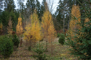 Fototapeta premium Lärchen (lat. Larix decidua) mit gelben verfärbten Nadeln im Herbst im Wald