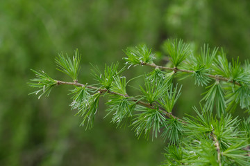 Zwei Zweige / Äste der europäischen Lärche (lat. Larix decidua) mit frisch-grünen Nadeln im...