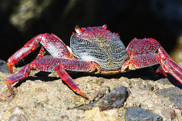 rote_Klippenkrabbe