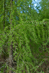 Frische grüne Zweige und Äste einer Lärche (lat. Larix decidua) im Frühling