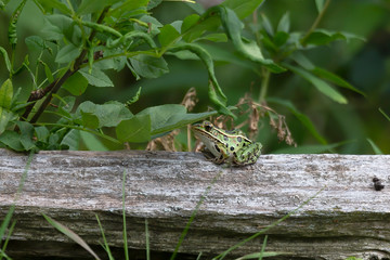 The northern leopard frog waiting for prey.
