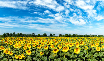 Beautiful day over sunflowers field