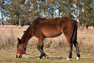tired horse grazing on the side of the road, waiting for its owner