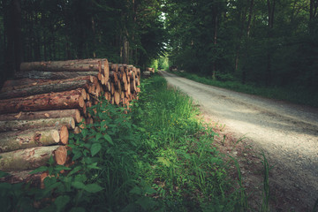 Cut down trees by the road in the green forest